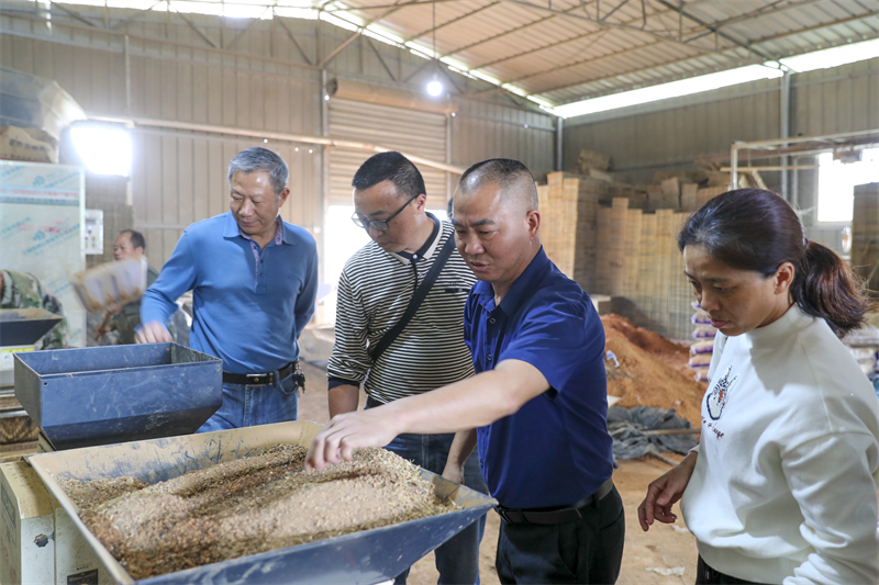 福建：武夷山市科技特派员指导工厂化育···