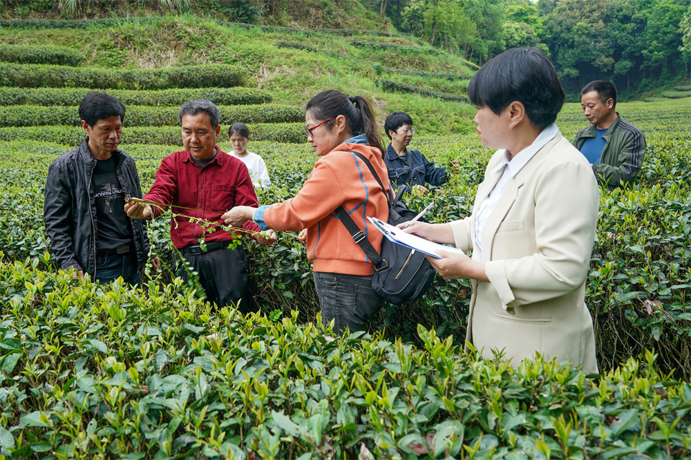 福建：武夷山 科技助力生态有机茶园建···