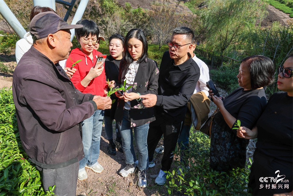 福建武夷山：温州茶友在武夷山品茗论茶