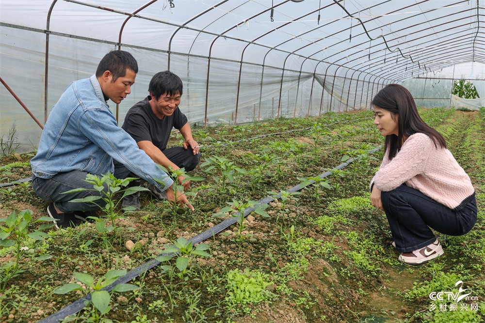福建武夷山：下派书记走进田间地头