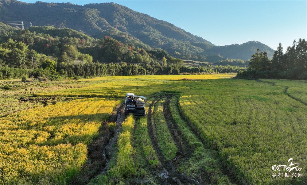 福建武夷山：再生稻亩产超吨粮