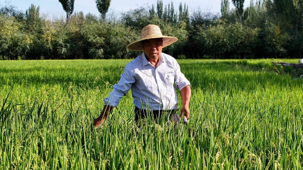 温宿县“稻梦人”宋会礼：七彩稻浪绘就···