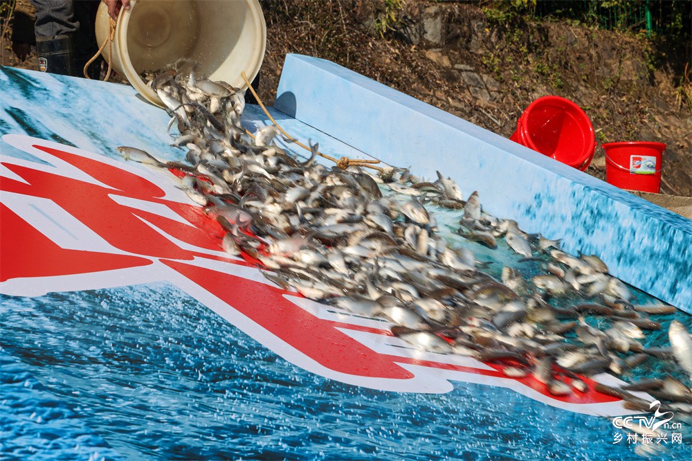 福建武夷山：开展水生生物增殖放流活动