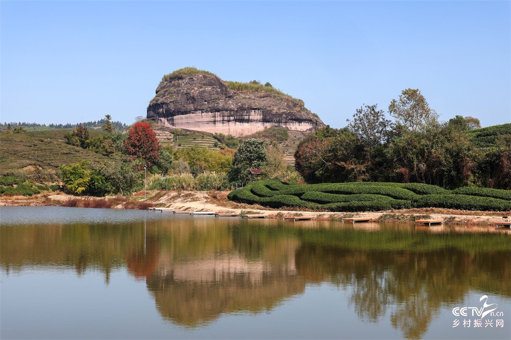 福建武夷山：冬季最美茶山