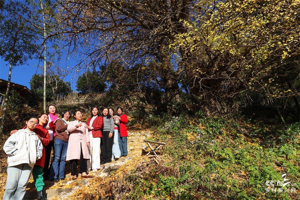福建武夷山：银杏黄了迎游客