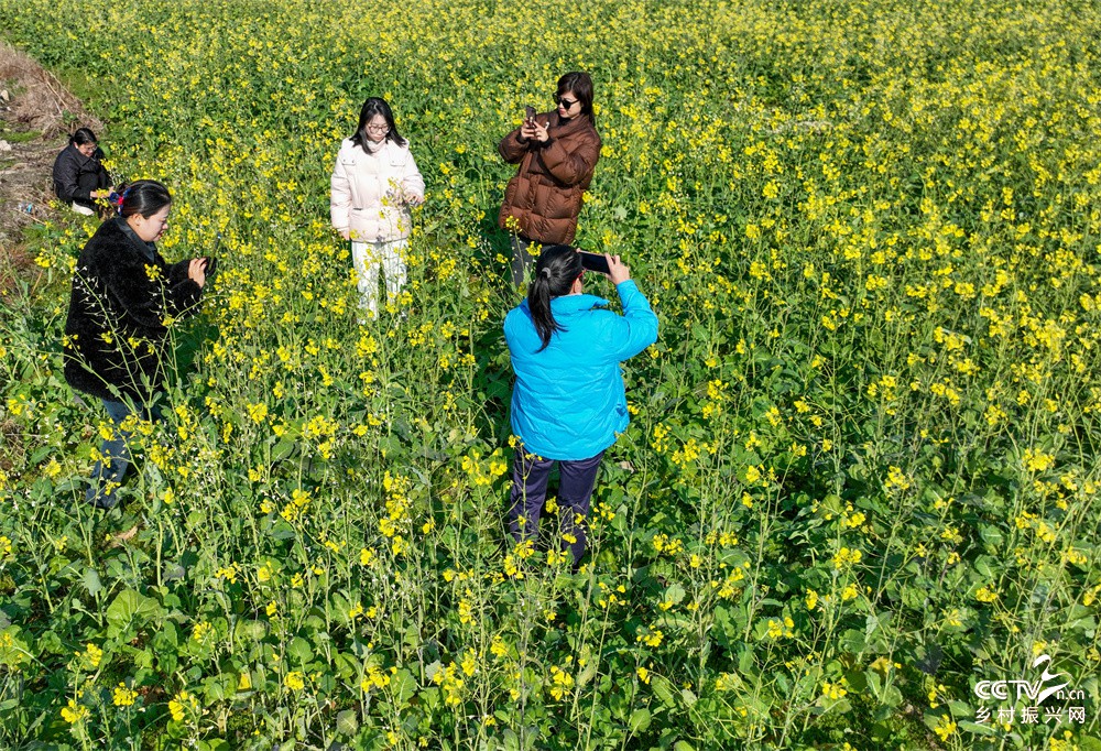 福建武夷山：油菜花开迎客来