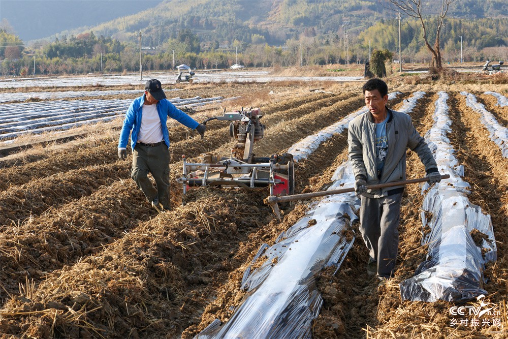 福建武夷山：冬耕备耕忙