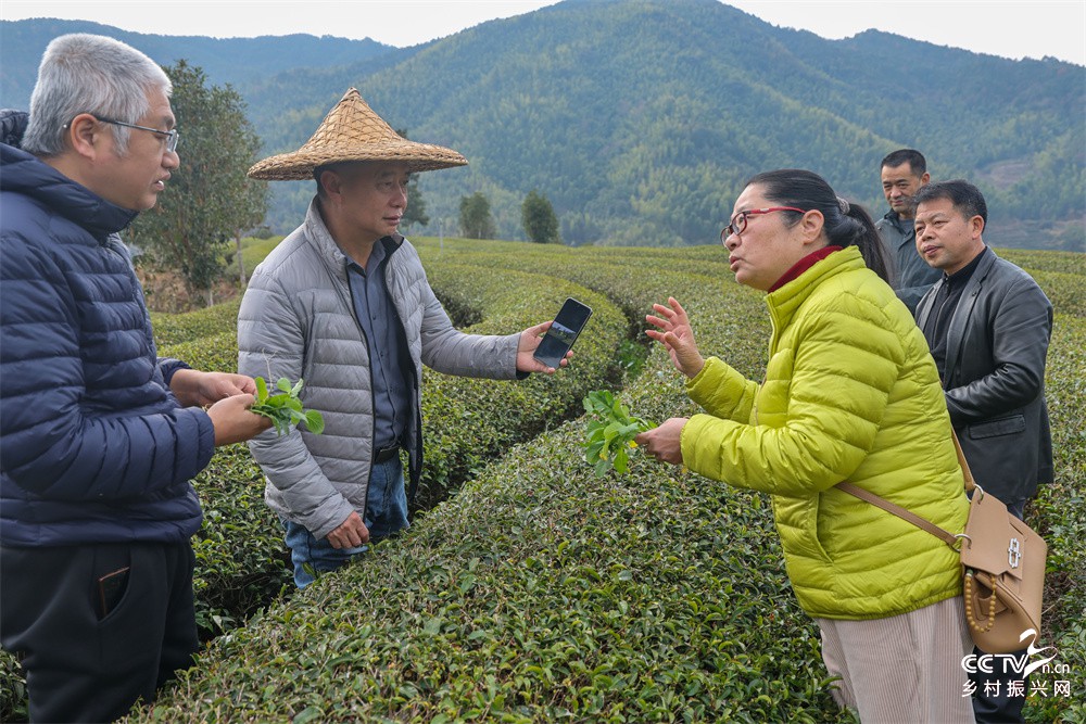 福建武夷山：科技工作者助力有机茶园管···