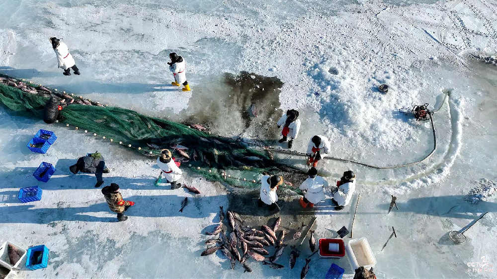 泰来县：冰原腾跃银鳞色 渔猎欢歌庆丰···