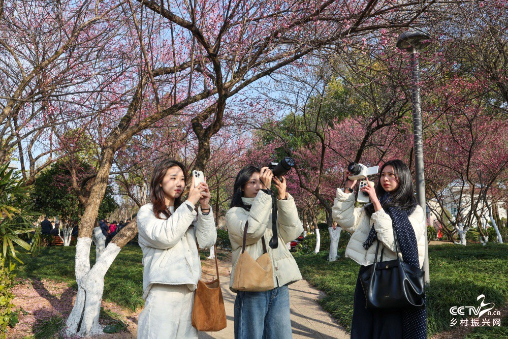 福建武夷山：红梅花开乐游人
