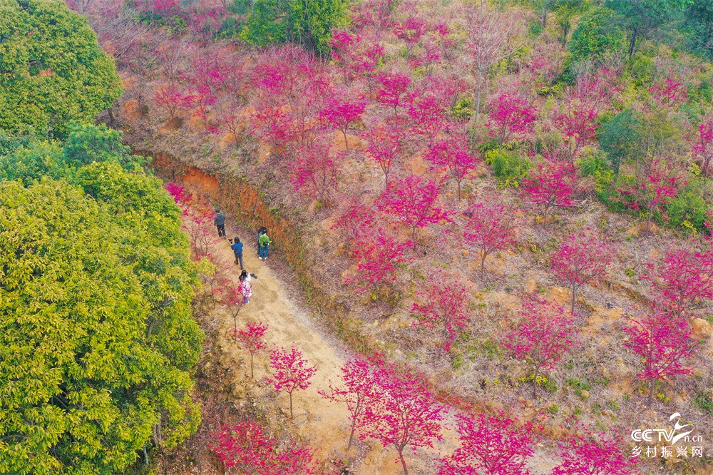 福建武夷山：又双叒叕美出圈.粉樱添彩