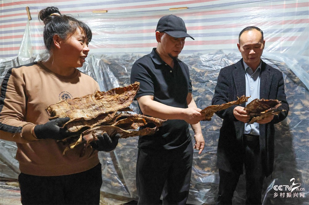 福建武夷山：上梅乡做大做强竹笋产业
