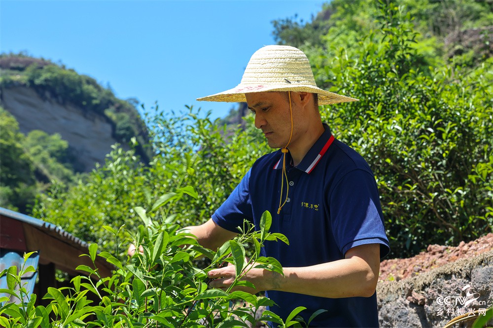 十年磨一剑 匠心铸茶魂——青年茶人吴···