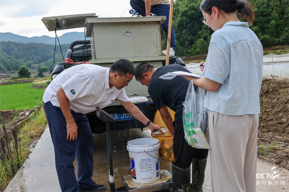 科技下沉田间地头 稻鲫种养赋能乡村振···