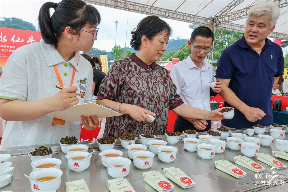 福建武夷山：芝己老枞水仙斗茶赛在武夷···