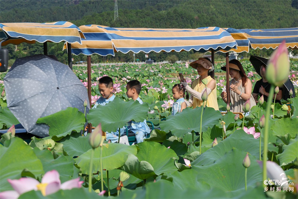 福建武夷山：五夫荷韵 盛夏逐芳