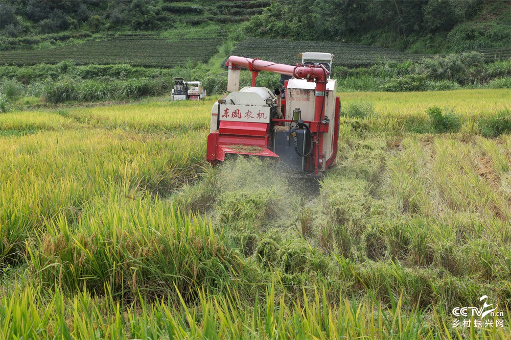 福建：抢抓晴好农时 武夷山花桥家庭农···