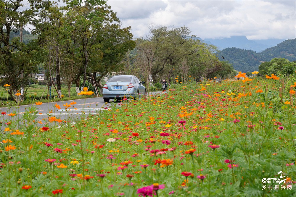 福建：菊花缀满风景道 武夷山国家公园···